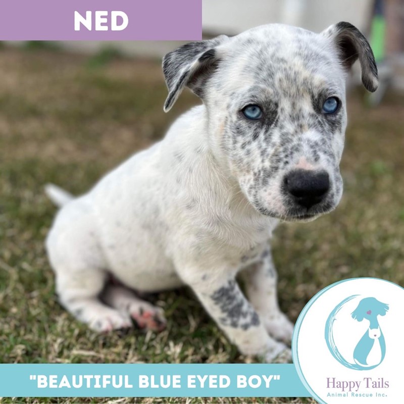 Adopt Ned from Ipswich QLD | Adopt-A-Dog
