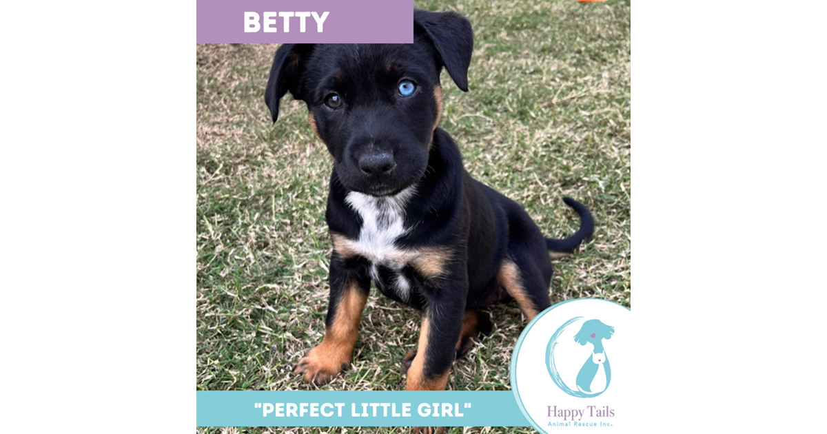 Adopt betty from ipswich qld adopt a dog