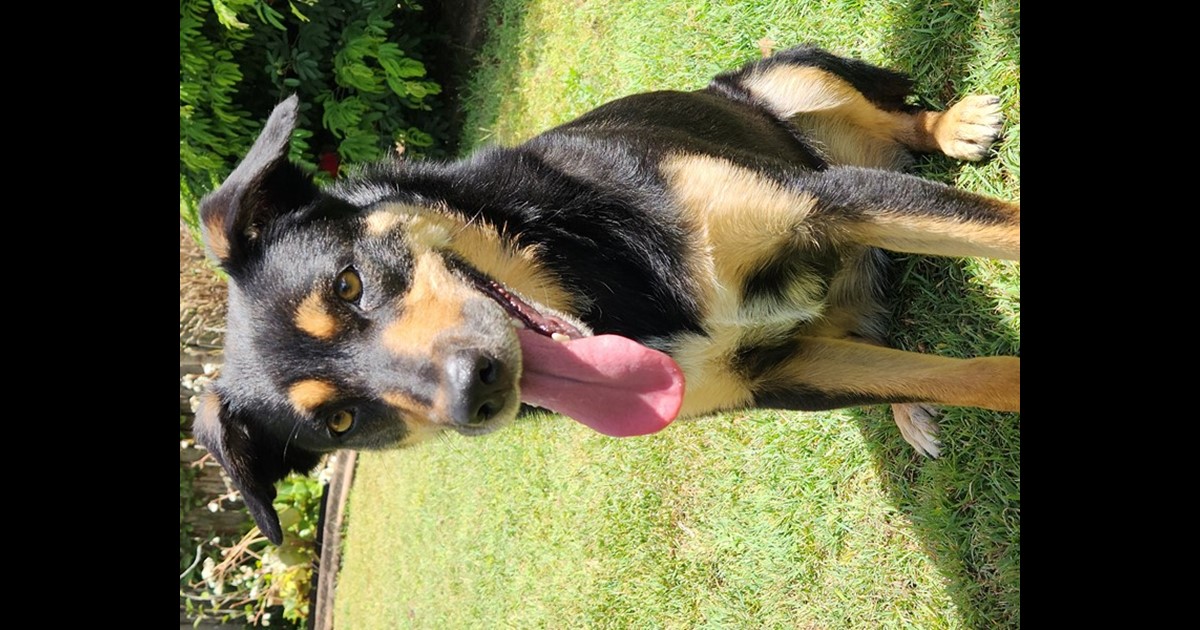 Adopt Lola from Biggenden QLD AdoptADog