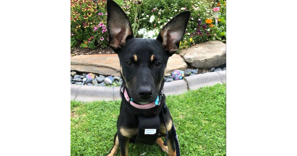 Adopt Clay from Adelaide SA AdoptADog