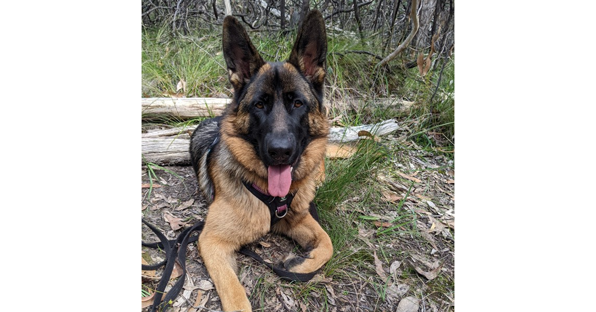 Adopt Foster To Adopt Fenris from Adelaide SA AdoptADog