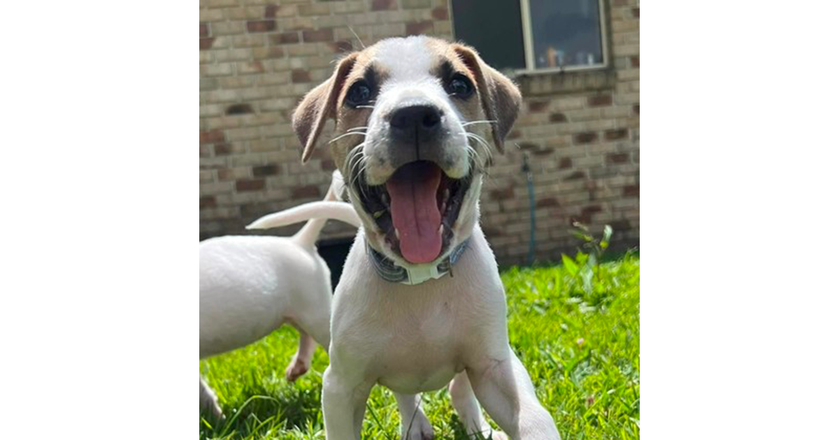 Adopt Biscotti from Beerwah QLD AdoptADog