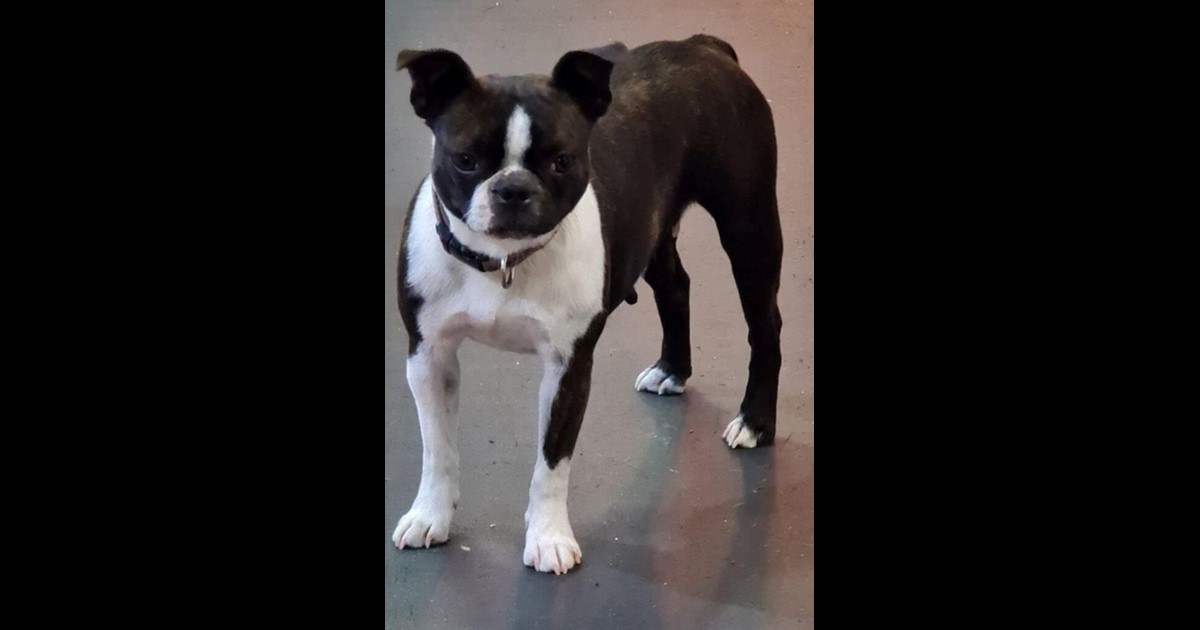 Adopt Phoebe from Canberra ACT AdoptADog