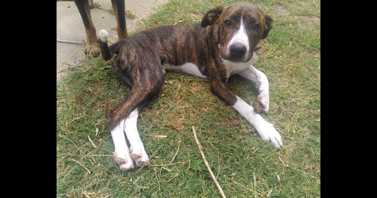Adopt Shelby from Busselton WA AdoptADog