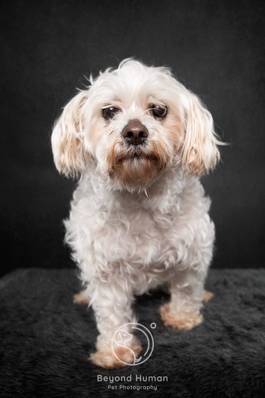 Adopt Lilly from Brisbane QLD AdoptADog