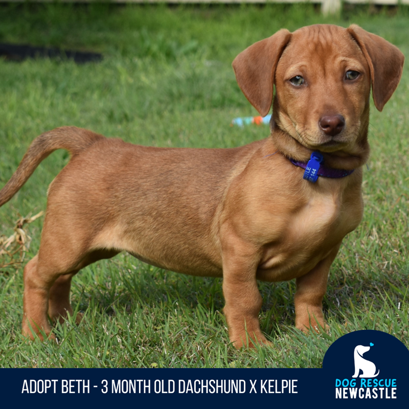 Kelpie cheap dachshund mix