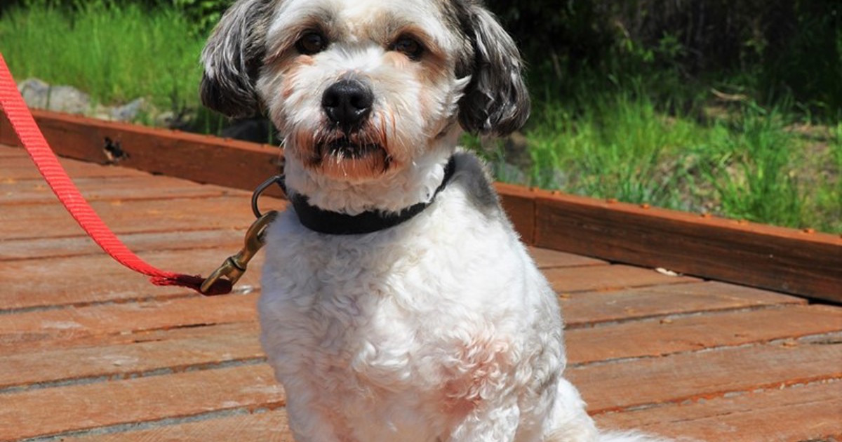 Adopt Wilson from Coldstream VIC AdoptADog