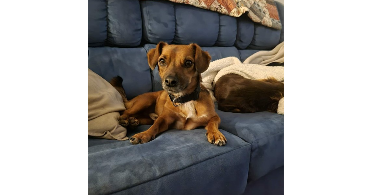 Adopt Rex from Bendigo VIC AdoptADog