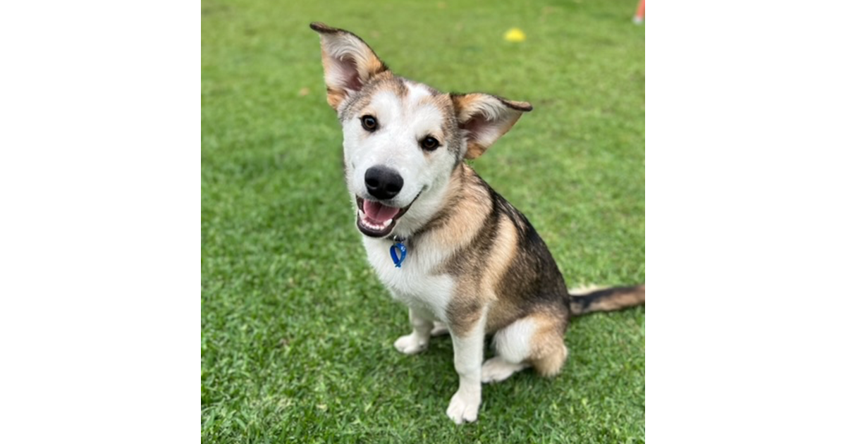 Adopt Malina from Helensvale QLD AdoptADog