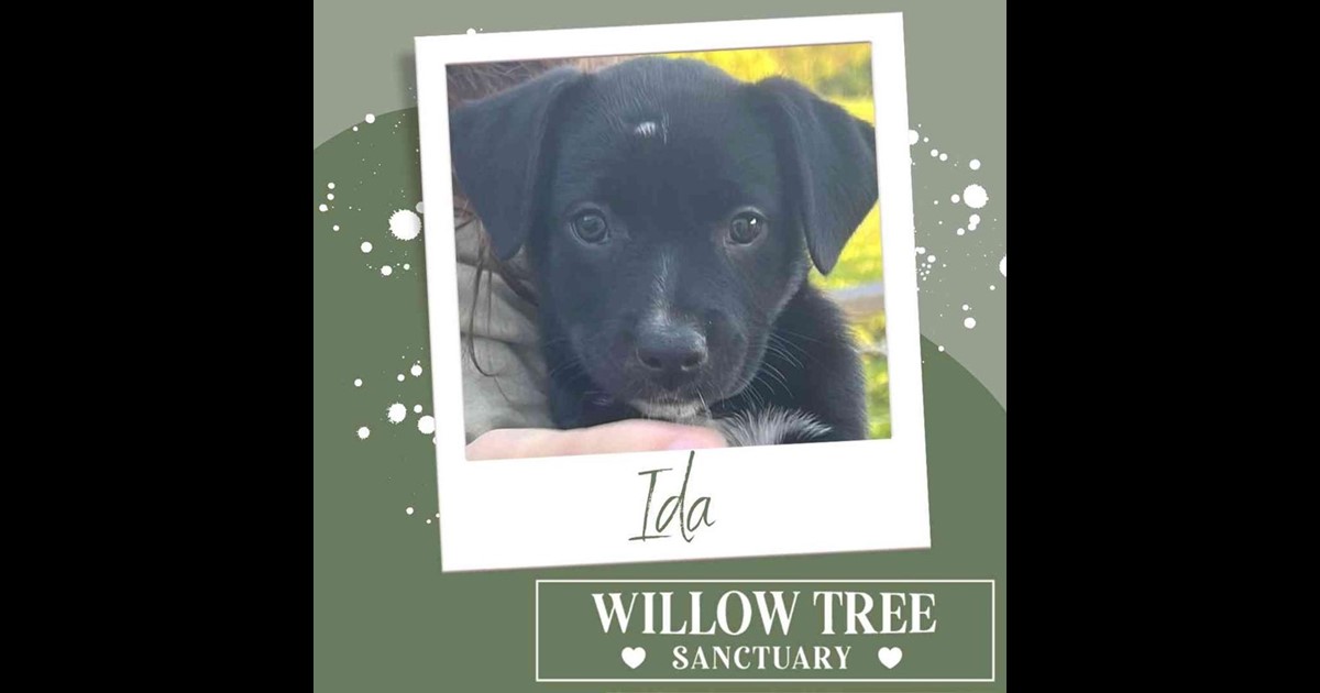 Adopt Ida from Myocum NSW AdoptADog