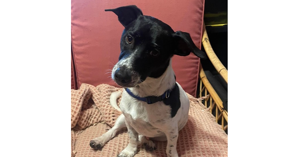 Adopt Bluey from Adelaide SA AdoptADog