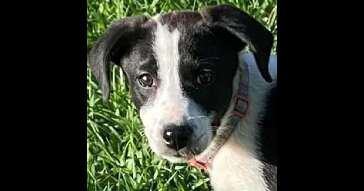 Adopt Jenny from Mackay QLD AdoptADog