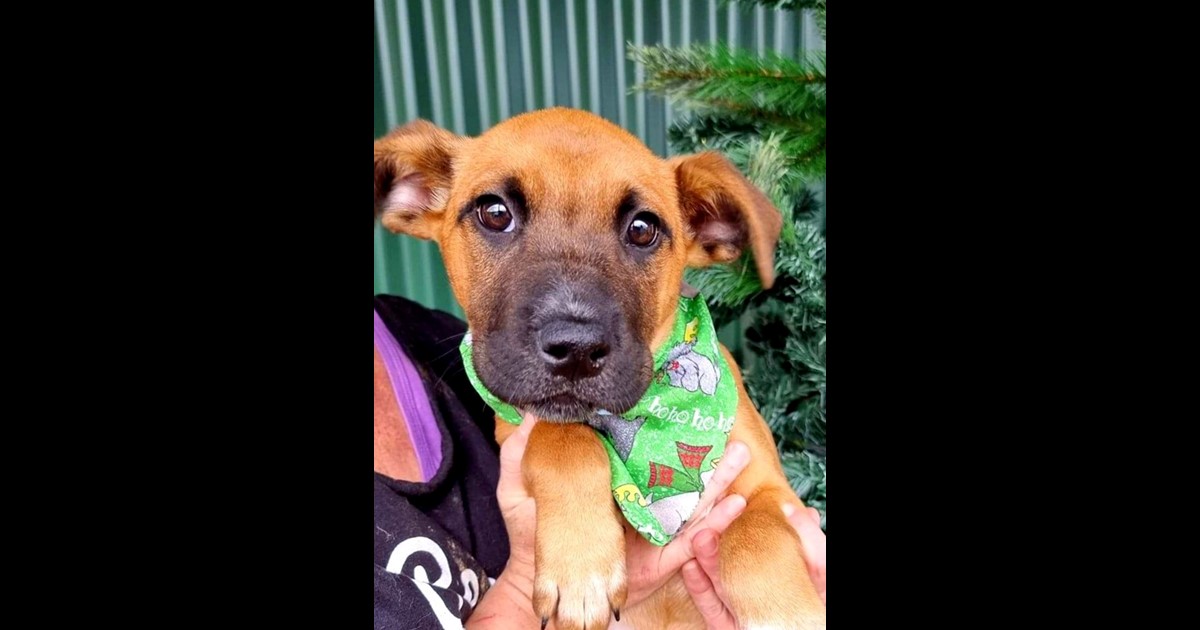 Adopt Meadow from Kunama NSW AdoptADog