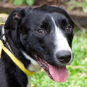 Adopt Socks from Brisbane QLD AdoptADog