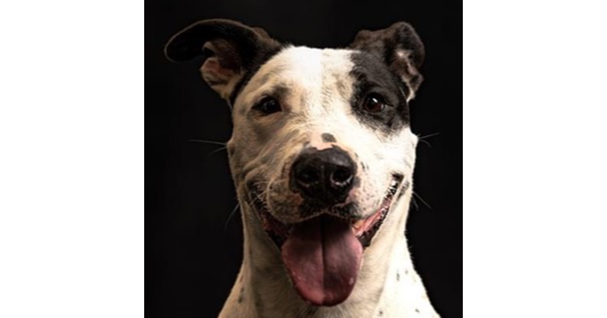 Adopt Buffy from Ipswich QLD | Adopt-A-Dog