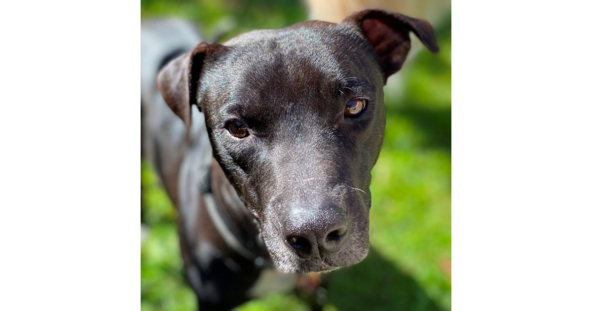 Adopt Monty From Sunshine Coast QLD Adopt A Dog adopt-monty-from-sunshine-coast-qld-adopt-a-dog