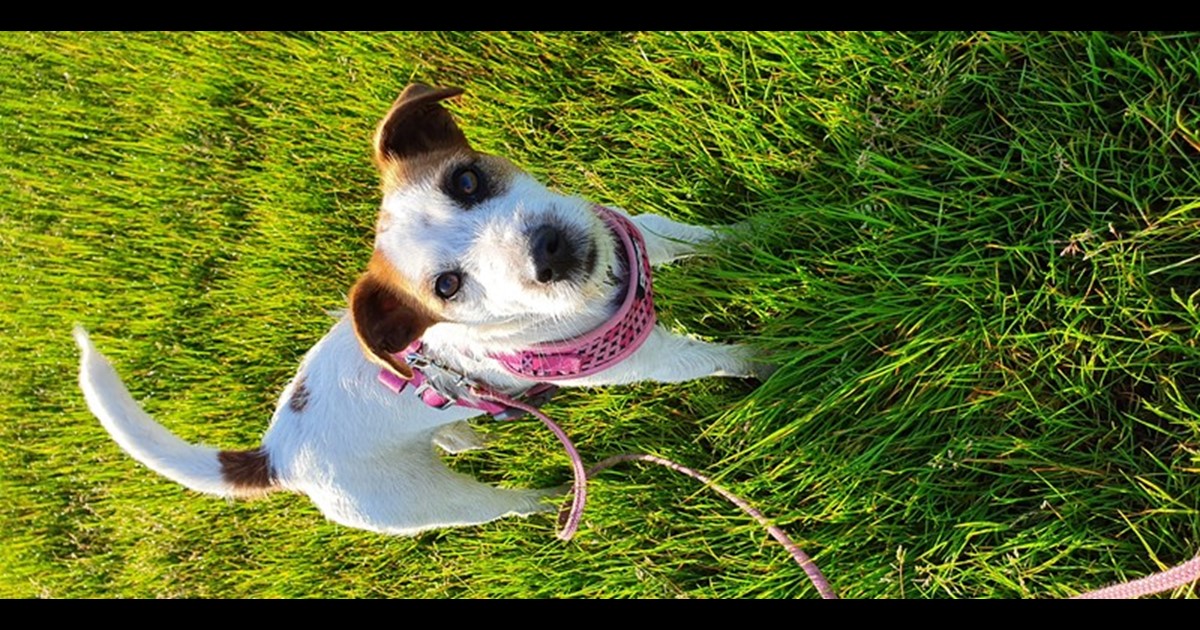 Adopt from HORSHAM VIC AdoptADog