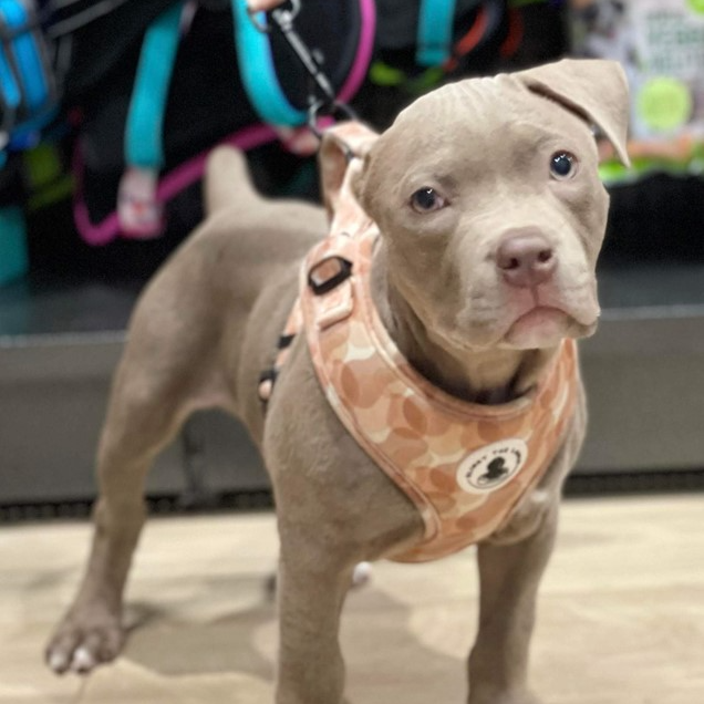 Adopt June from Mandurah WA AdoptADog