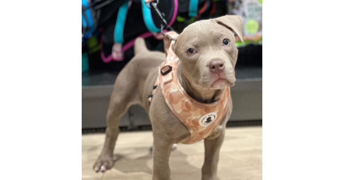 Adopt June from Mandurah WA AdoptADog