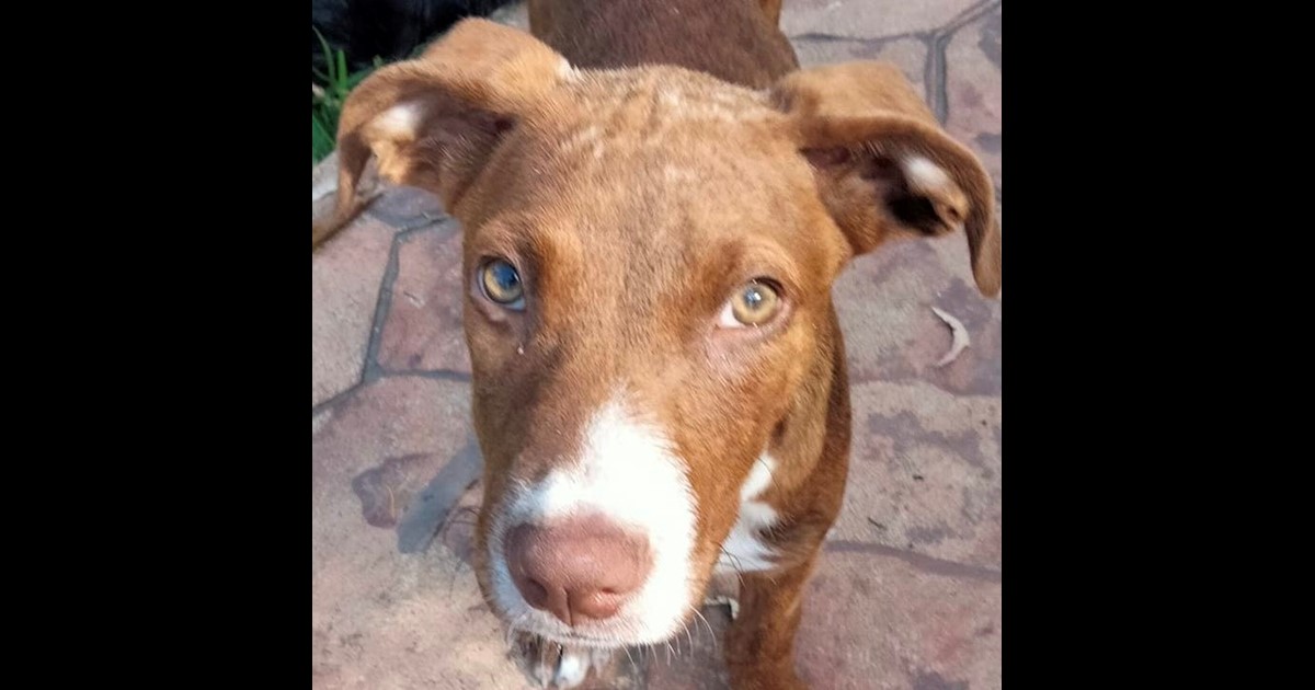 Adopt Strawberry from Mackay QLD AdoptADog