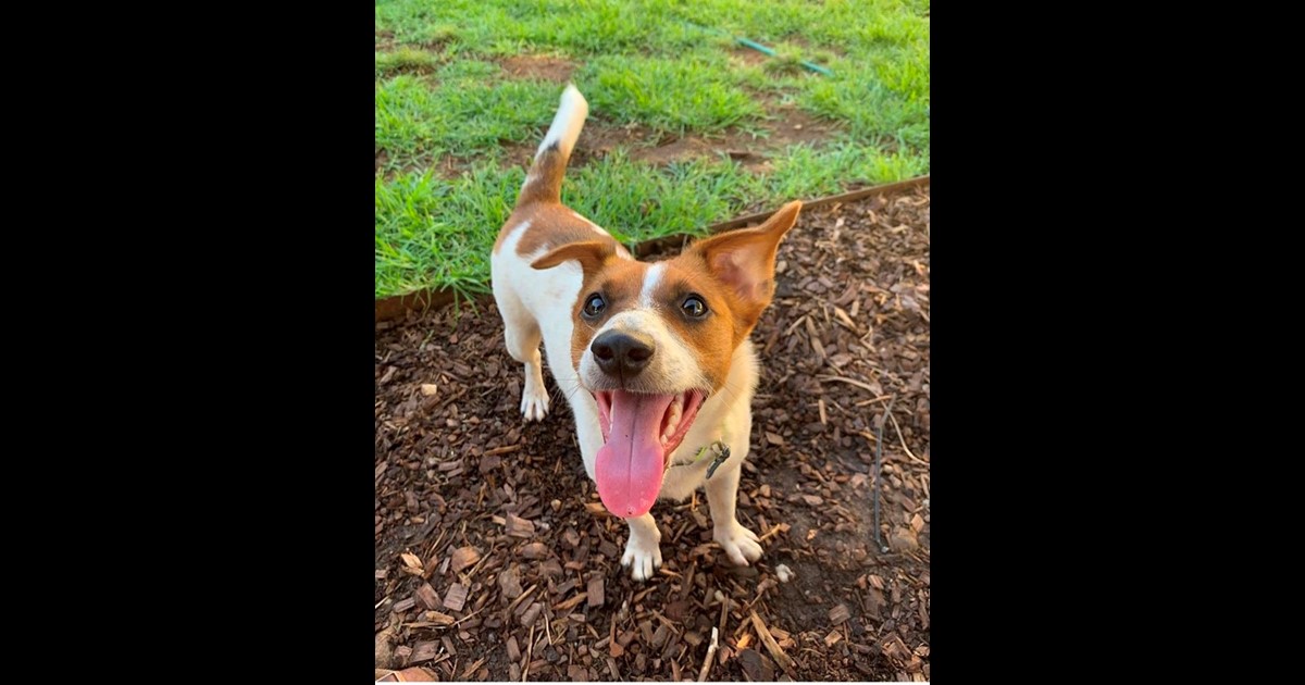 Adopt Scooby from Shepparton VIC AdoptADog