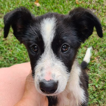 Adopt Edith from Ipswich QLD | Adopt-A-Dog