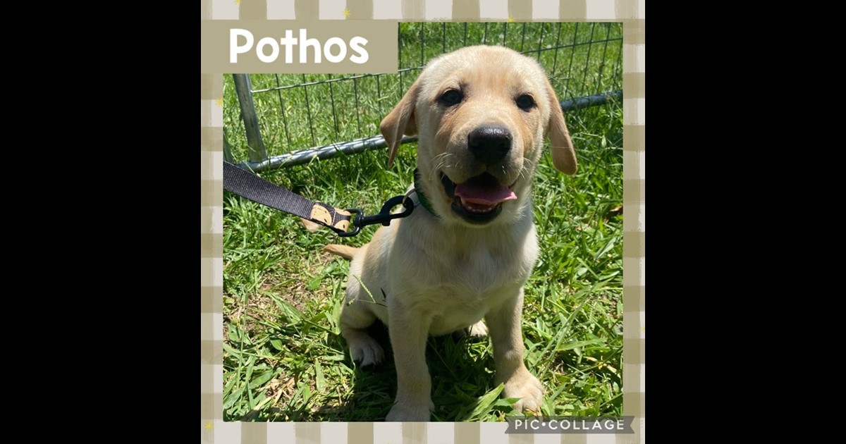 Adopt Porthos from Brisbane QLD AdoptADog