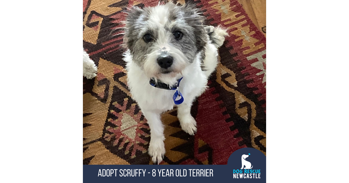 Adopt Scruffy (on trial 27/12/22) from Newcastle NSW AdoptADog