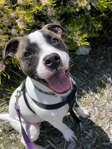 Adopt Moody from Canberra ACT AdoptADog