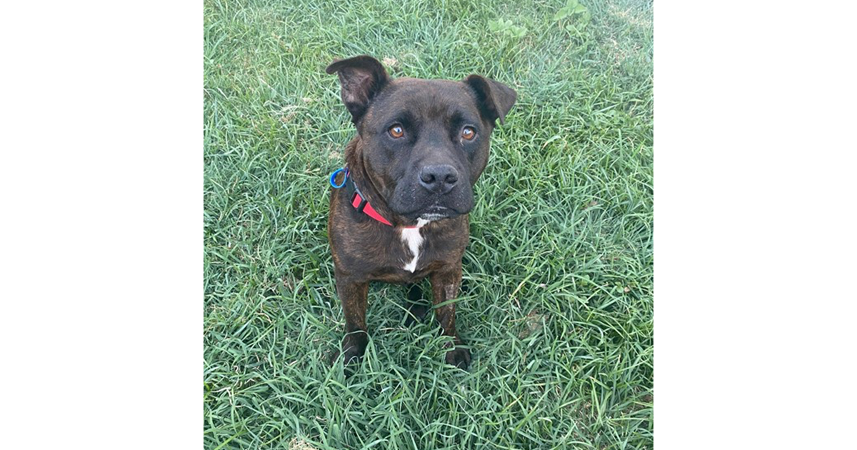 Adopt Nugget from Rosewood QLD | Adopt-A-Dog
