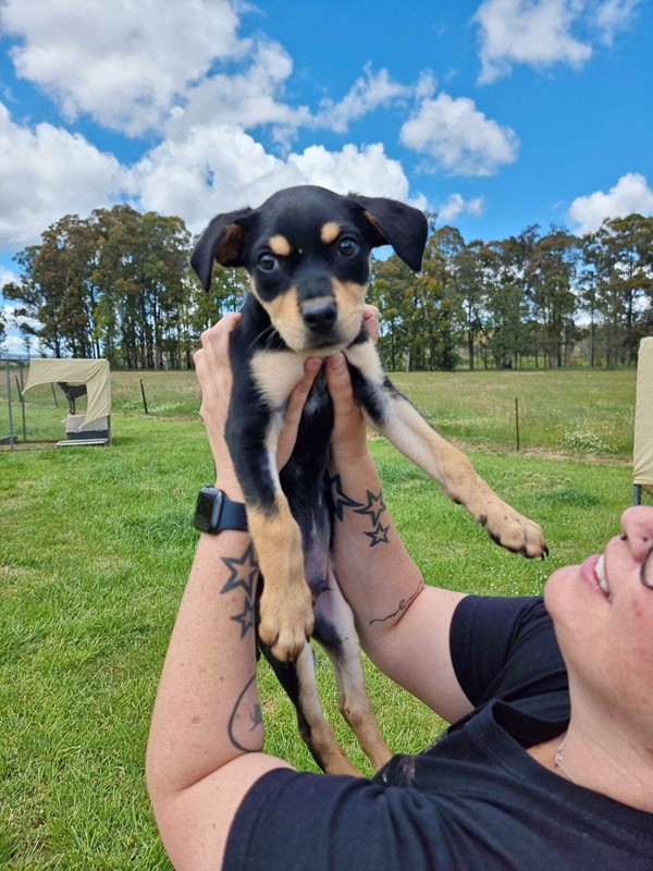 Adopt Boxy from Batlow NSW | Adopt-A-Dog