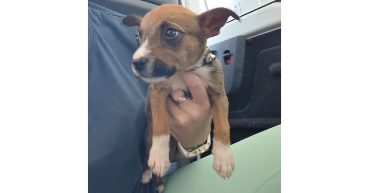 Adopt Puppy Peppy from Perth WA AdoptADog