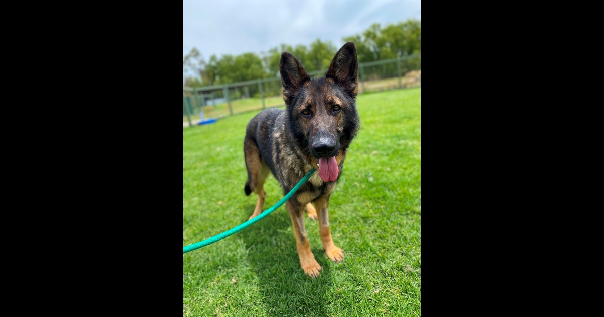 Adopt Federal from Coldstream VIC AdoptADog