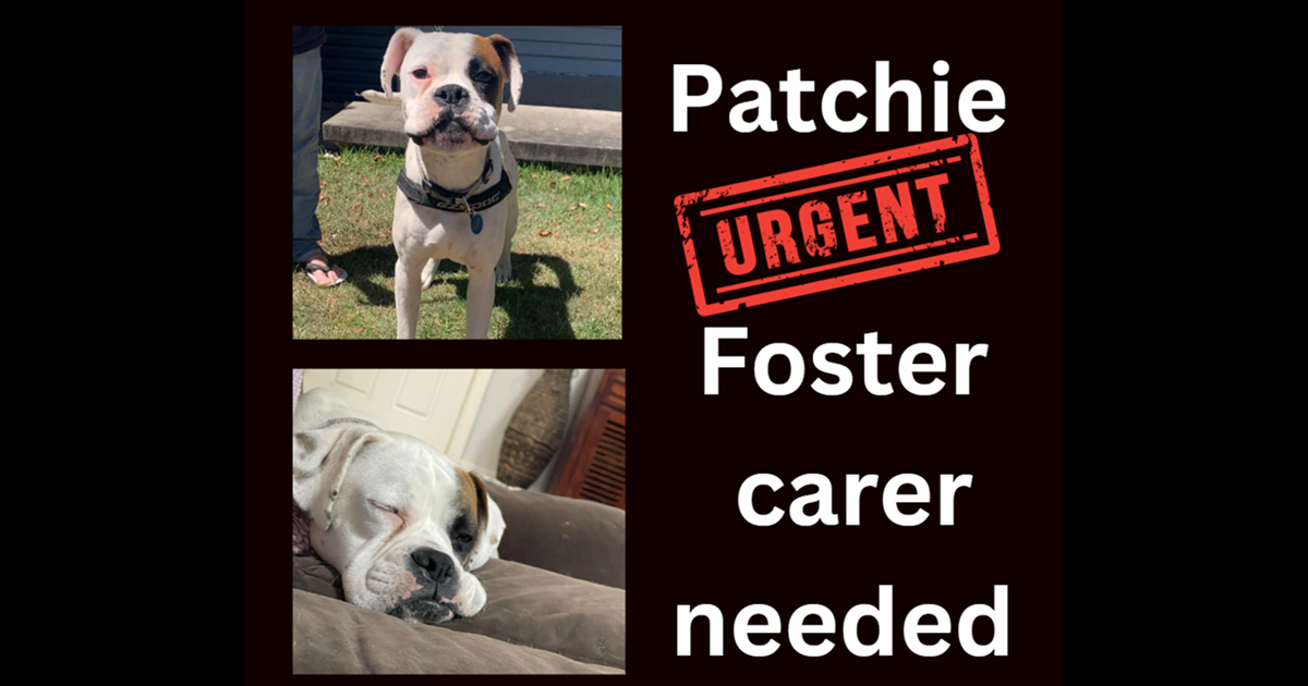 Adopt Patchie from Newcastle ACT AdoptADog