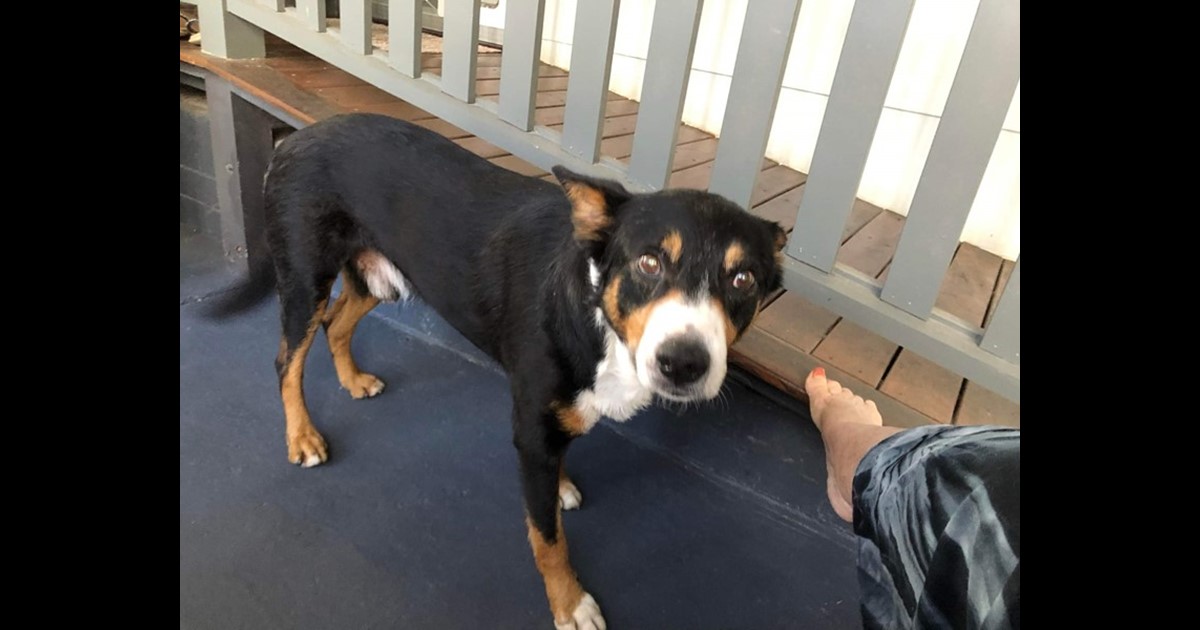 Adopt Jackson from Biggenden QLD AdoptADog