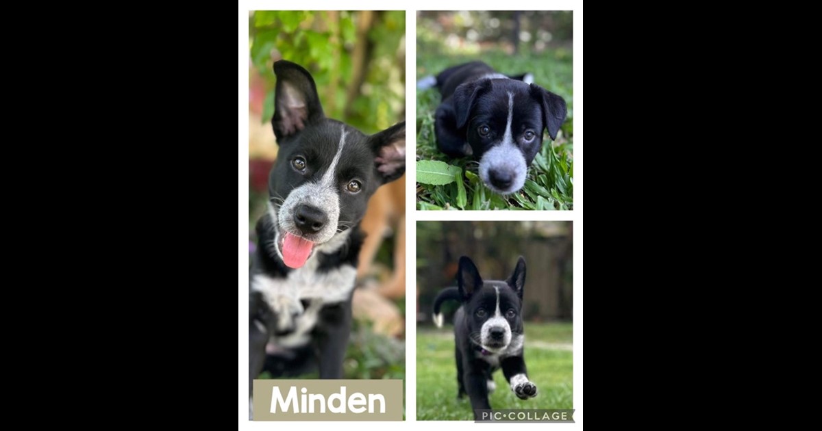 Adopt Minden from Brisbane QLD AdoptADog