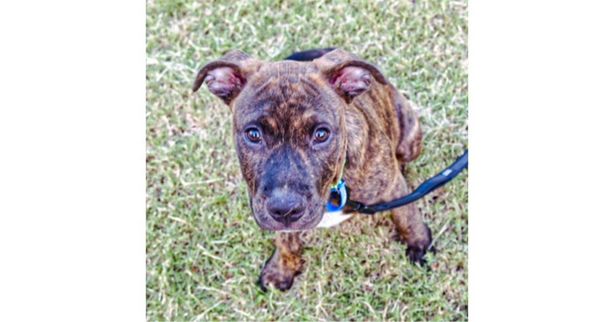 Adopt Waltz from Yandina Creek QLD AdoptADog