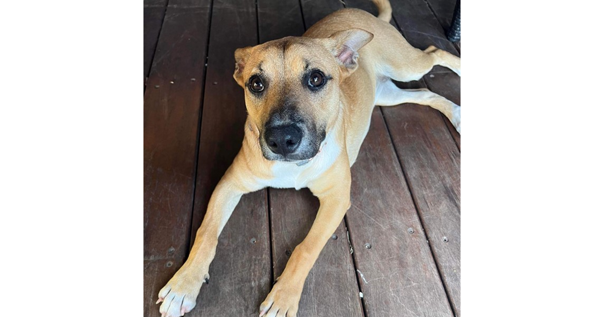 Adopt Zuva from Newport NSW AdoptADog