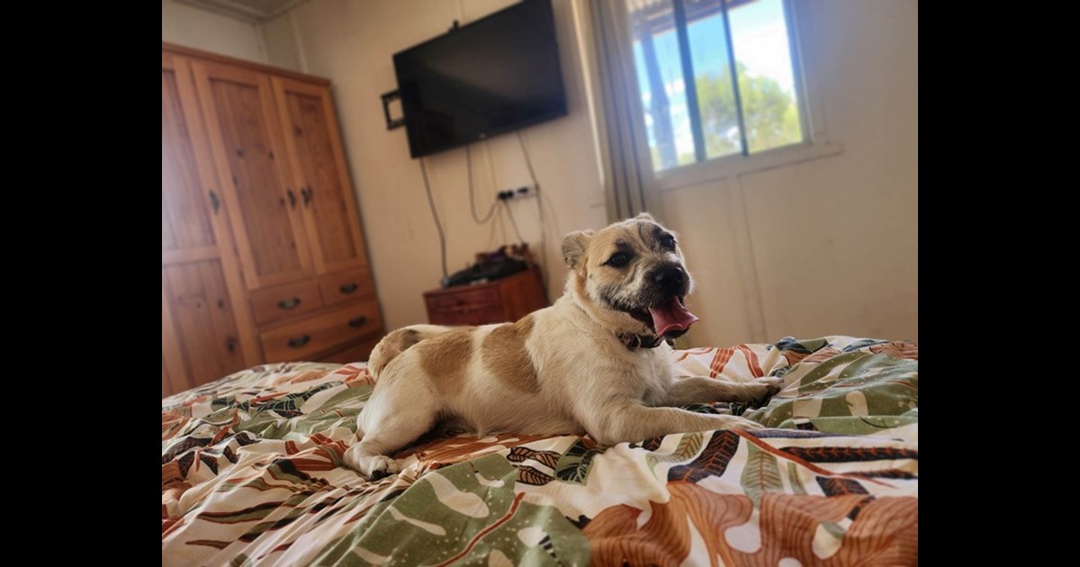 Adopt Toffee from Wilsonton QLD AdoptADog