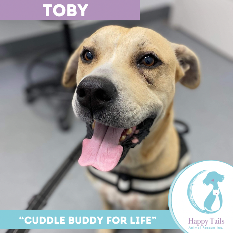 Adopt Toby from Yeronga QLD Adopt A Dog