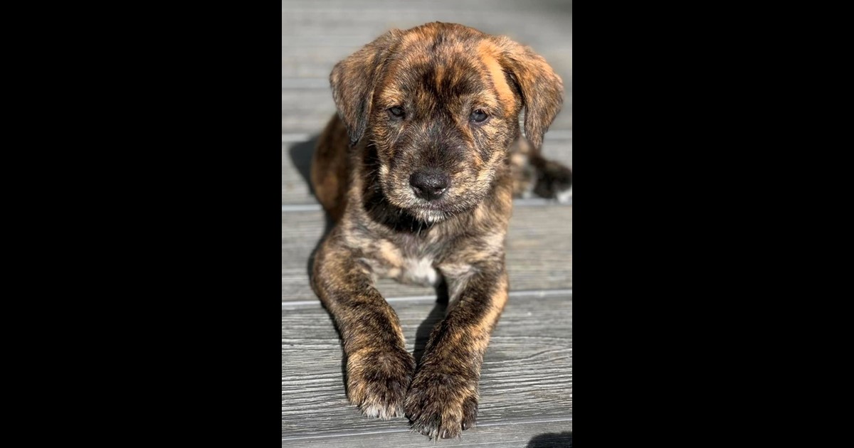 Adopt Quicksilver from Plenty VIC AdoptADog