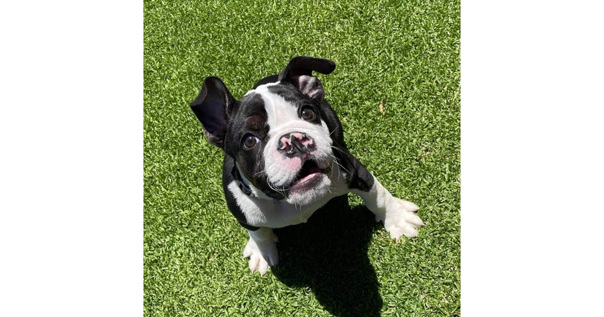 Adopt King from Mandurah WA AdoptADog