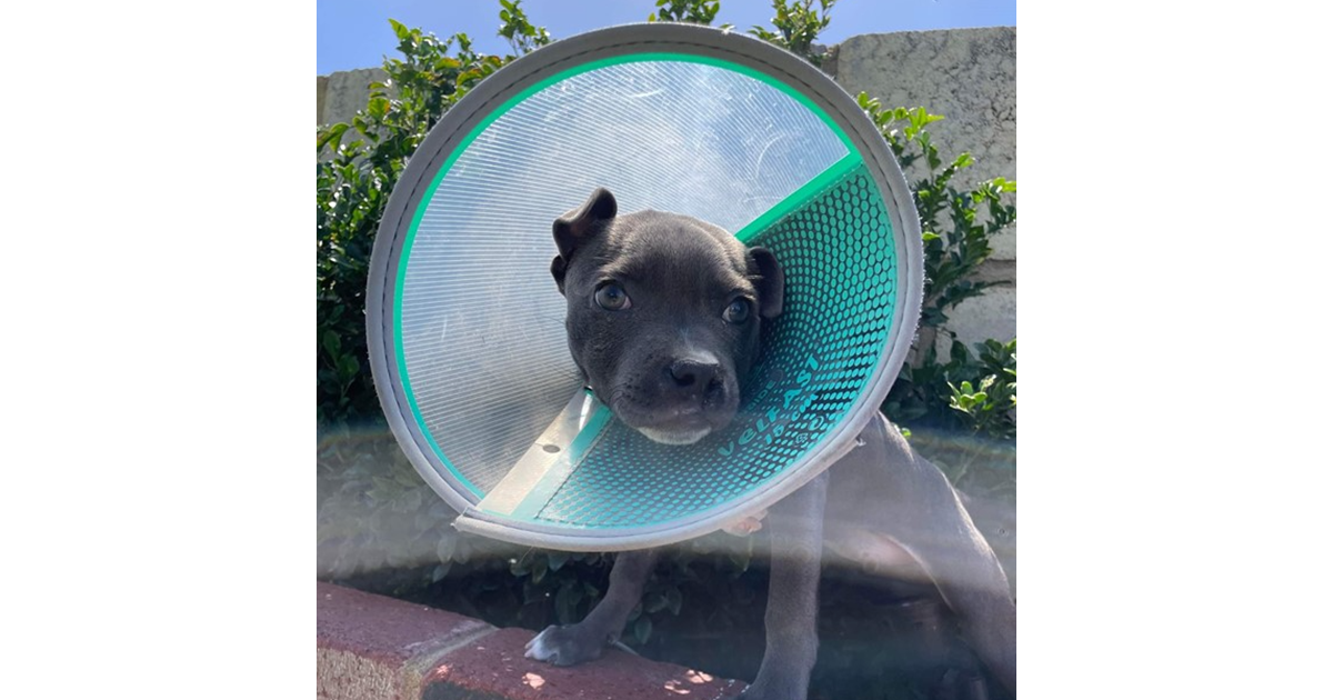 Adopt Skye from Mandurah WA AdoptADog