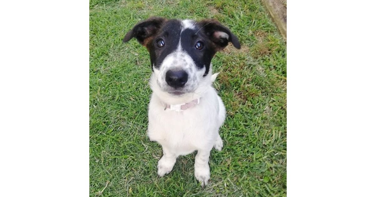 Adopt Tamarin from Toowoomba QLD AdoptADog