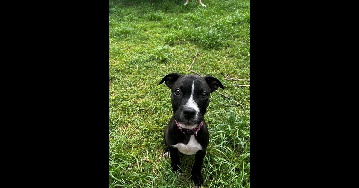 Adopt Basia from Ipswich QLD | Adopt-A-Dog