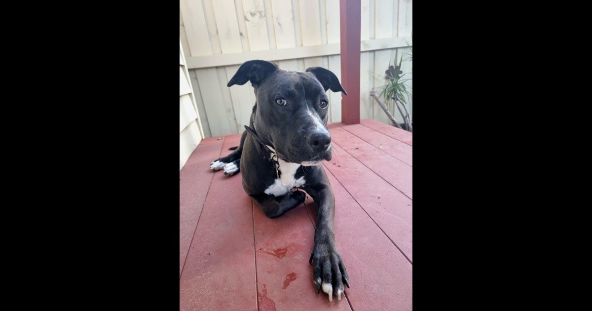 Adopt Nyx Maddison from Mount Waverley VIC AdoptADog