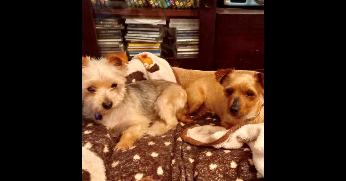 Adopt Alice from Keysborough VIC AdoptADog