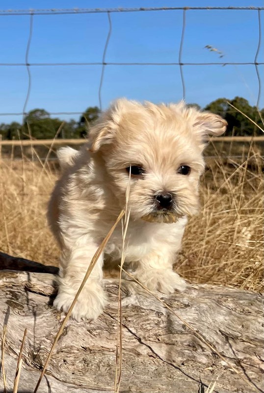 Adopt Buddy from Mandurah WA AdoptADog