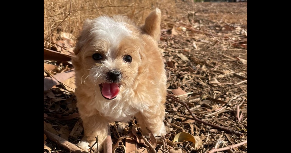 Adopt Beau from Mandurah WA AdoptADog