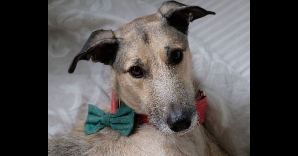 Adopt Stanley from Traralgon VIC AdoptADog